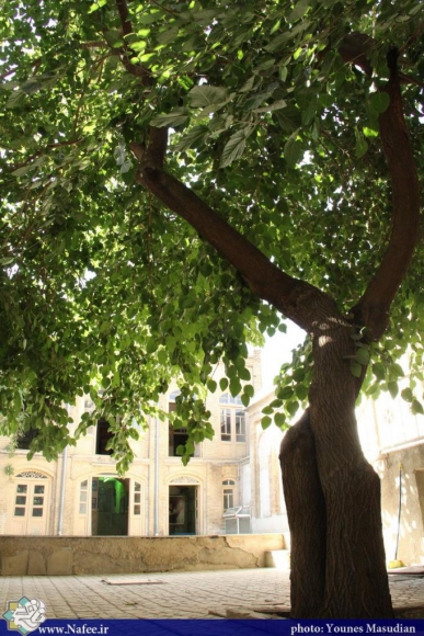 درخت کهن سال توت حیاط منزل آیت الله مدنی در همدان 