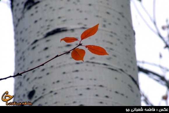 فصل رنگ ها در همدان