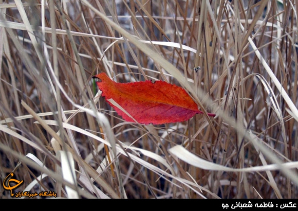 فصل رنگ ها در همدان