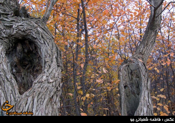 فصل رنگ ها در همدان