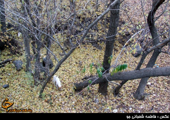 فصل رنگ ها در همدان