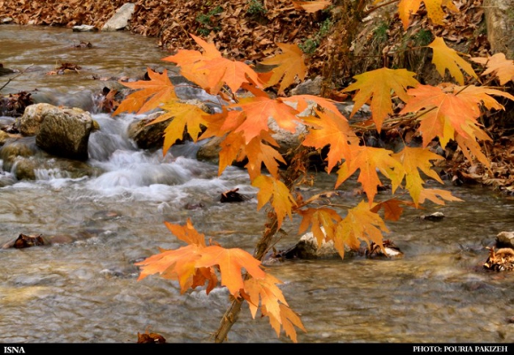 برنگ پاییز...