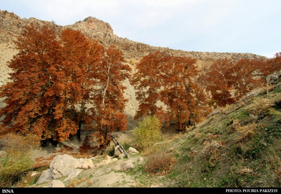 برنگ پاییز...