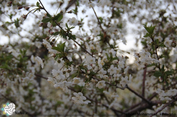 نمایی از امام زاده محسن و مناظر اطراف