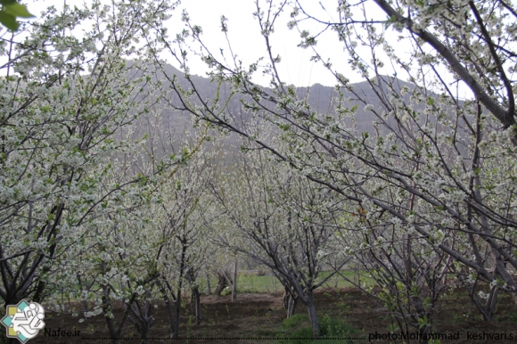 نمایی از امام زاده محسن و مناظر اطراف