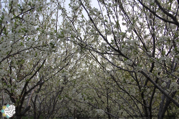 نمایی از امام زاده محسن و مناظر اطراف