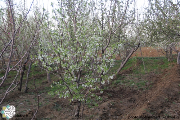 نمایی از امام زاده محسن و مناظر اطراف