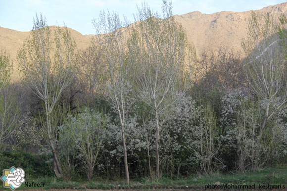 نمایی از امام زاده محسن و مناظر اطراف