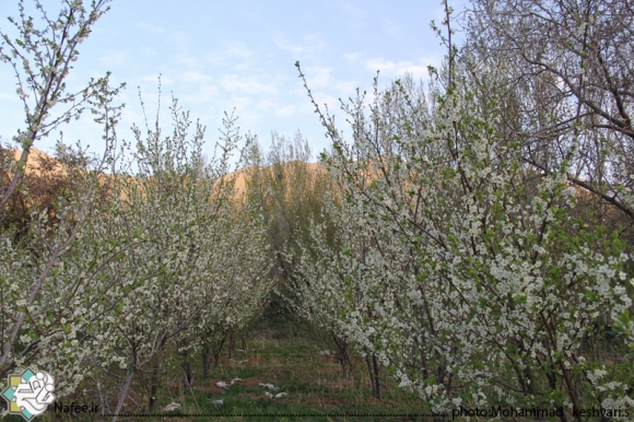 نمایی از امام زاده محسن و مناظر اطراف