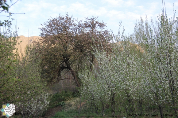 نمایی از امام زاده محسن و مناظر اطراف