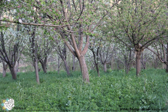 نمایی از امام زاده محسن و مناظر اطراف