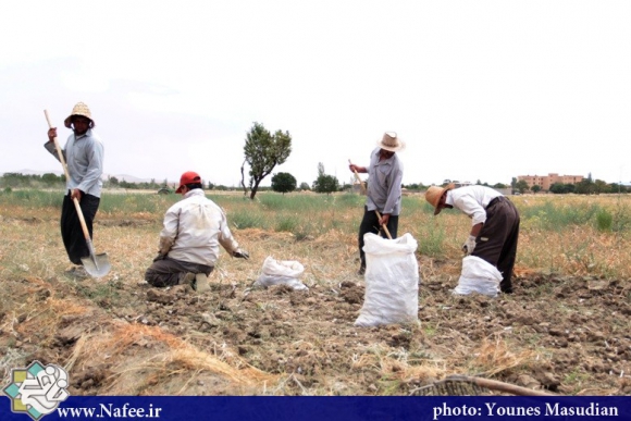 برداشت سیر در همدان