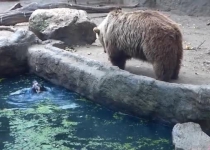 نجات کلاغ از غرق شدن توسط خرس 