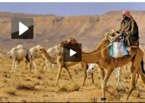 عجیب ترین شیوه قاچاق شتر به عربستان +فیلم