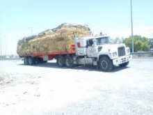 جاسازی ماهرانه سيگار قاچاق زير بار يونجه لو رفت 