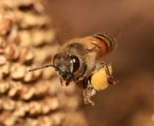 افزایش9درصدی تعداد زنبورداران در همدان
