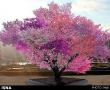 چهل میوه در در یک درخت+تصاویر