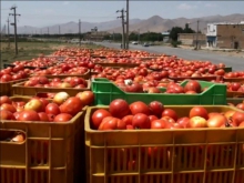 گوجه‌فرنگی اسدآباد در نبود صنایع تبدیلی جان می‌دهد