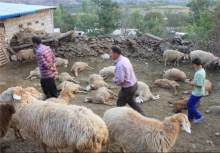 گرگ 14رأس ازگوسفندان روستای ورکانه را درید