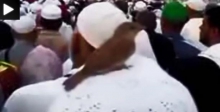 نشستن گنجشک بالای سر یکی از حجاج هنگام طواف