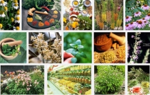 گیاهان دارویی همدان گونه هایی با ارزش اقتصادی 