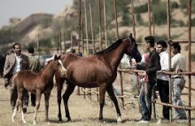  تنگناهای پرورش اسب در همدان 