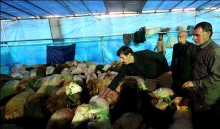 شبکه دامپزشکی ملایر بر نحوه ذبح دام زنده نظارت دارد