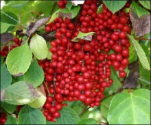 زرشک گیاهی تاثیرگذار در محکم شدن دندان