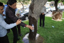 جوشش آب از تنه درختی در همدان سوژه رسانه ها شد