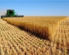 تولید گندم در کبودراهنگ دو برابر شد