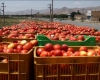 گوجه‌فرنگی اسدآباد در نبود صنایع تبدیلی جان می‌دهد