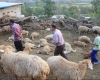 گرگ 14رأس ازگوسفندان روستای ورکانه را درید