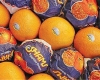 کشف حدود 2 هزارکيلوگرم پرتقال قاچاق در همدان 