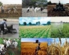 	بهره برداری از 10 پروژه کشاورزی در کبودراهنگ 