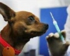 قلاده گذاری سگ های ولگرد در کبودراهنگ