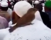 نشستن گنجشک بالای سر یکی از حجاج هنگام طواف