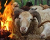 سوختن 60 راس گوسفند در آتش