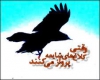 شایعه دخالت نمایندگان در عزل و نصب 
