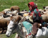 عشاير در حال كوچ در منطقه زاغه گرفتار برف و كولاك شدند